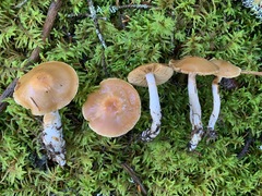 Cortinarius armeniacus