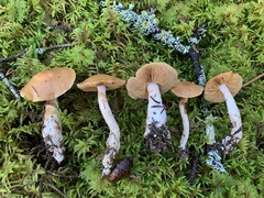 Cortinarius armeniacus