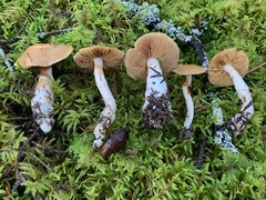 Cortinarius armeniacus