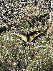 Papilio polyxenes rudkini