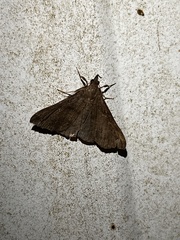 Renia discoloralis