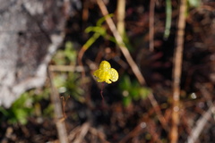 Utricularia subulata
