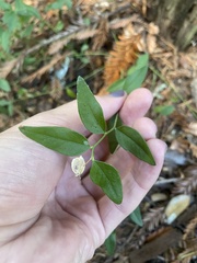 Rhinotropis californica