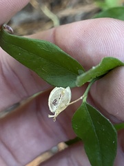 Rhinotropis californica