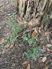 Rhinotropis californica