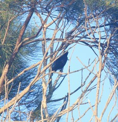 Ptilonorhynchus violaceus