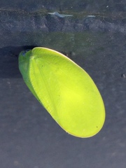 Flatida