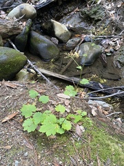 Boykinia occidentalis