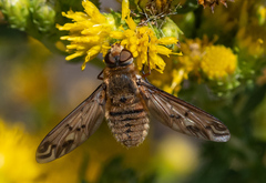 Poecilanthrax arethusa