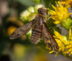 Poecilanthrax arethusa