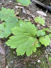 Boykinia occidentalis