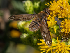 Poecilanthrax arethusa
