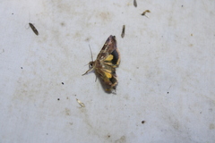 Cryptocala acadiensis