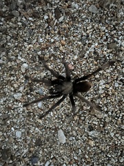 Aphonopelma eutylenum