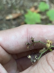 Boykinia occidentalis