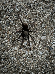 Aphonopelma eutylenum