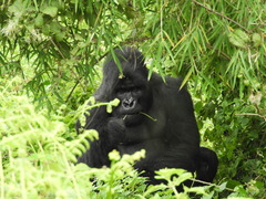 Gorilla beringei beringei