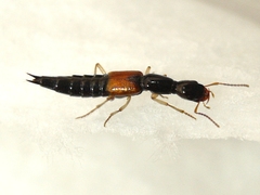 Homaeotarsus