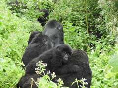 Gorilla beringei beringei