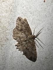 Melanolophia signataria