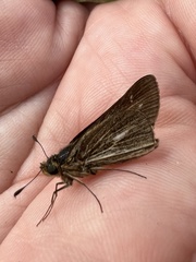 Panoquina panoquin