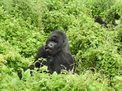 Gorilla beringei beringei