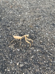 Mantodea