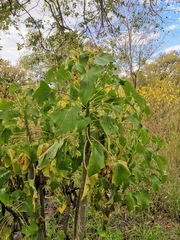 Pittocaulon praecox