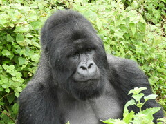 Gorilla beringei beringei