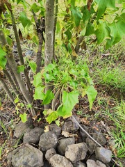 Pittocaulon praecox