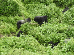 Gorilla beringei beringei