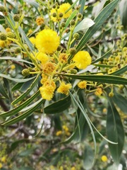 Acacia retinodes