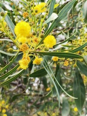 Acacia retinodes