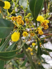 Acacia retinodes