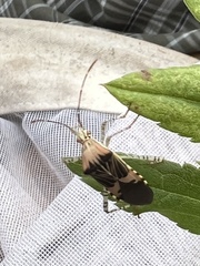 Hypselonotus punctiventris