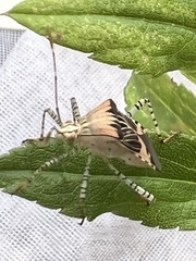 Hypselonotus punctiventris