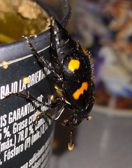 Nicrophorus orbicollis