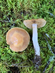Cortinarius armeniacus