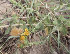 Grindelia ciliata