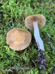 Cortinarius armeniacus