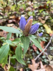 Gentiana decora