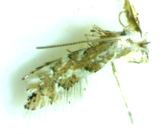 Phyllonorycter salicifoliella