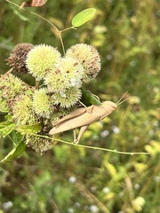 Schistocerca damnifica