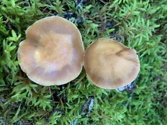 Cortinarius armeniacus