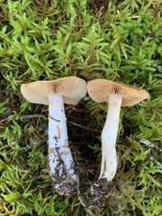 Cortinarius armeniacus