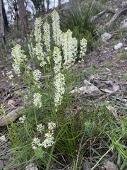 Stackhousia monogyna