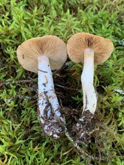 Cortinarius armeniacus