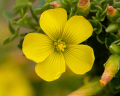 Oxalis gigantea