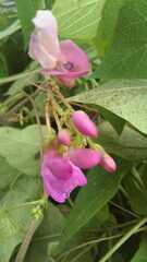 Phaseolus vulgaris
