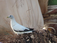Ducula spilorrhoa